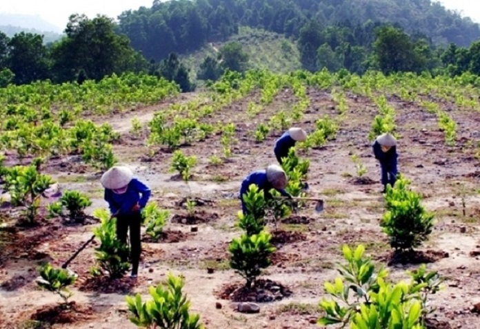 trồng lâm sản