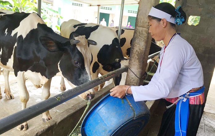 chăn nuôi con bò