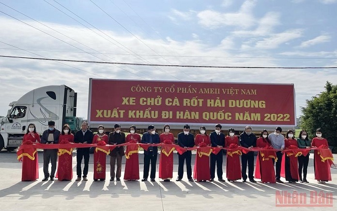 cà rốt xuất khẩu