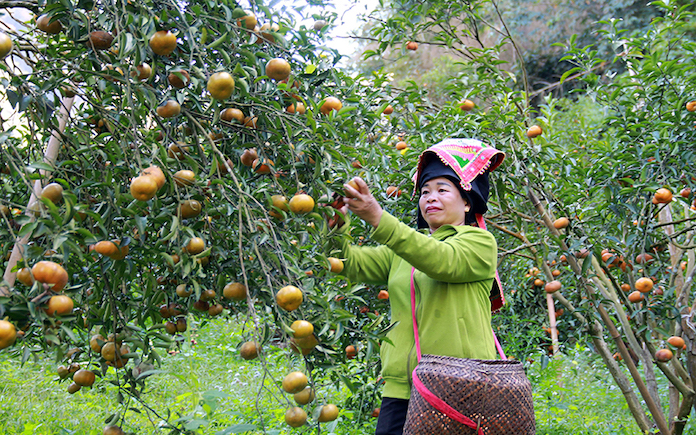 cây ăn quả 