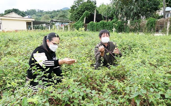 cây dược liệu