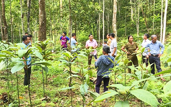 cây dược liệu