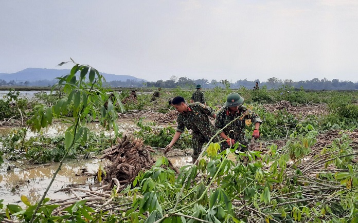 Cùng dân thu hoạch sắn sau lũ.