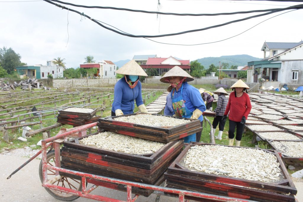 Ngư dân tiến hành phơi cá trở lại sau khi trời hửng nắng.