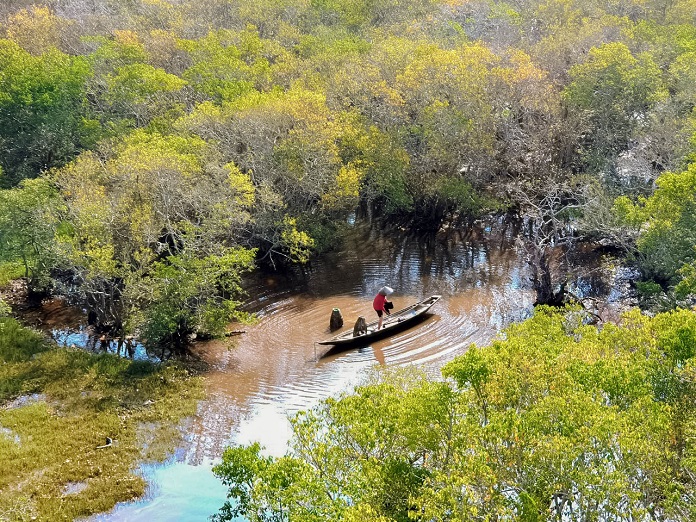 Rừng ngập mặn rú chá thay lá