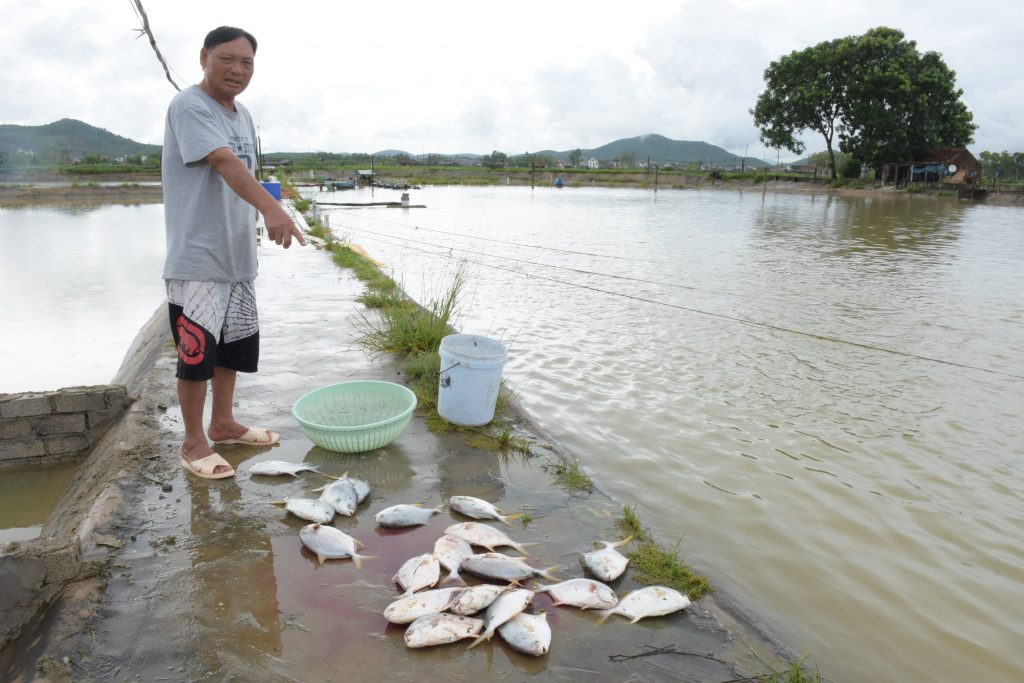 1.Ông Trường thẫn thờ bên hồ nuôi cá chim biển bị thiệt hại của gia đình.