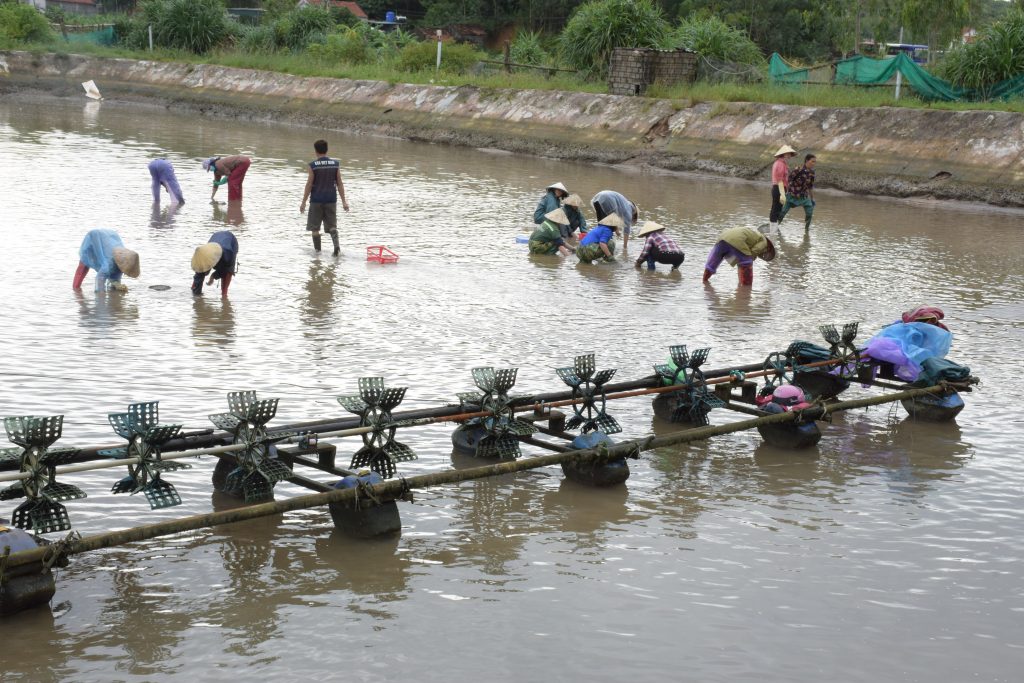 4.Dọn dẹp ao hồ, thu gom cá, tôm, ốc bị chết đi tiêu hủy tránh ô nhiễm môi trường.