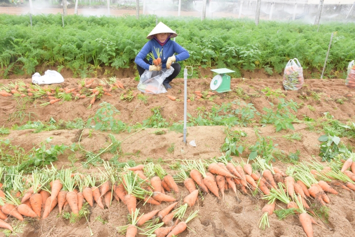 Cà rối cũng là mặt hàng nông sản bán chạy và được giá.