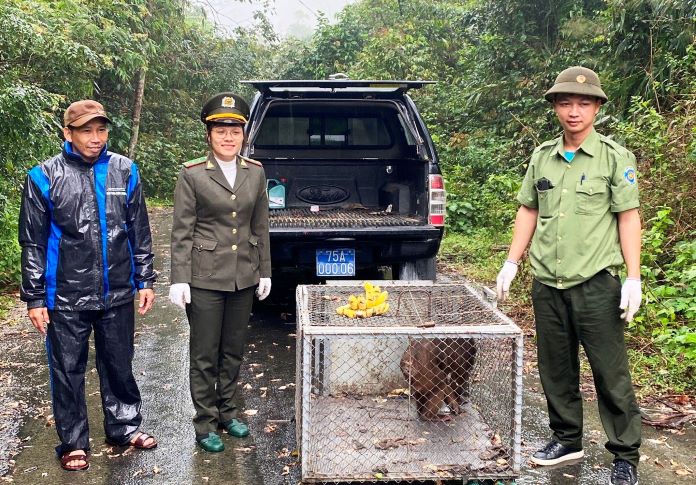 Tiến hành thả các cá thể khỉ về tự nhiên