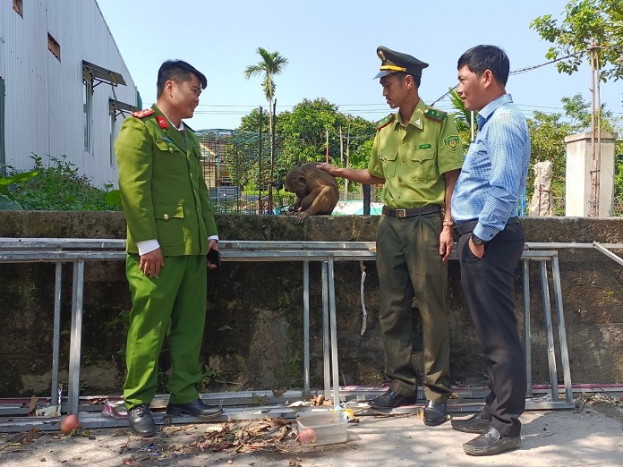 Lực lượng chức năng tiếp nhận cá thể khỉ để tái thả về môi trường tự nhiên