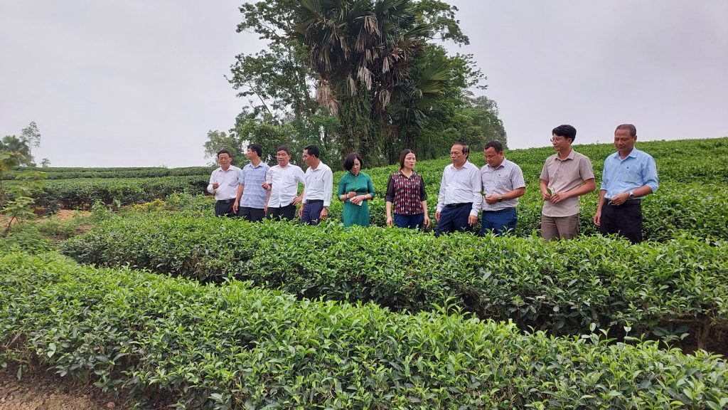 Xã Thanh Thủy, H. Thanh Chương là vùng đất nổi tiếng về trồng và chế biến chè, có nhiều mô hình hay, cách làm giỏi trong sản xuất rau an toàn theo tiêu chuẩn VietGap.