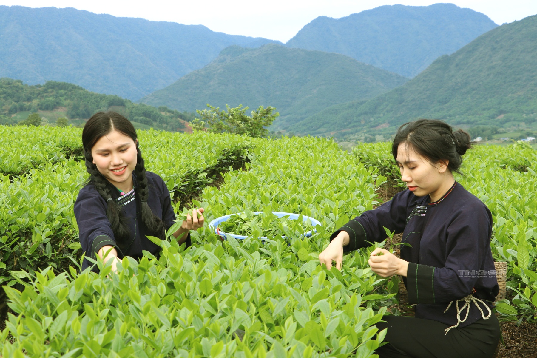 Du khách trải nghiệm sản xuất chè tại xã La Bằng, huyện Đại Từ