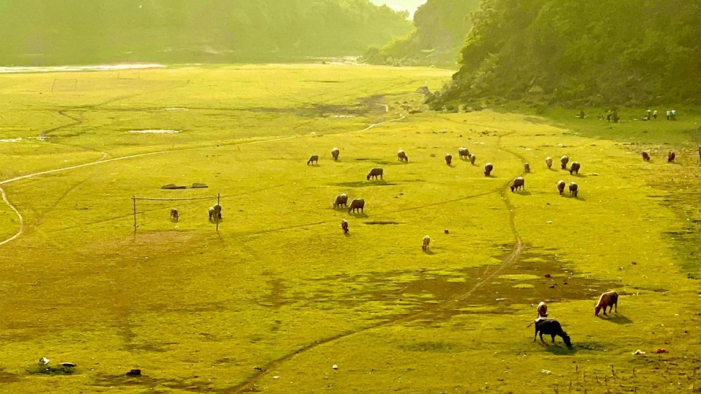 Diện tích lúa, màu tươi tốt trải dài bên ven hồ Thác Bà.