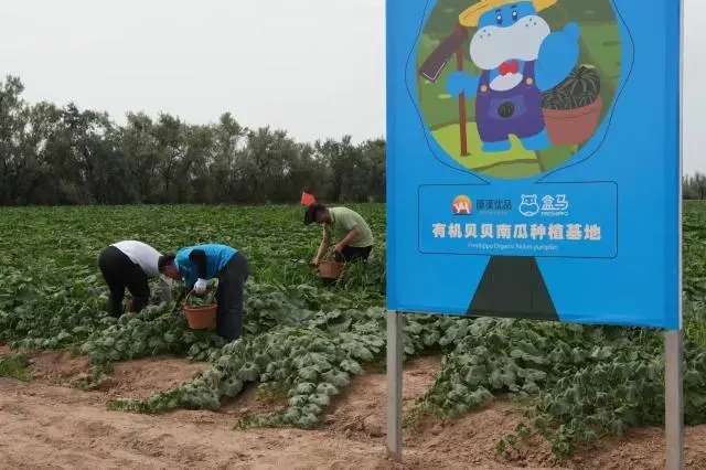 Bí ngô sa mạc đã được thu hoạch và công nhân đang bận rộn hái chúng.