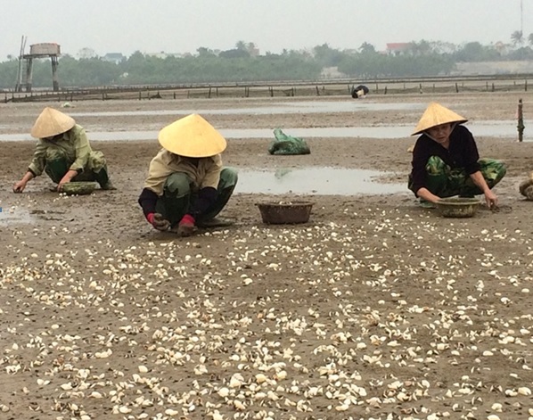 Nghề nuôi ngao góp phần cải thiện, nâng cao đời sống cho người dân trên địa bàn Hậu Lộc 