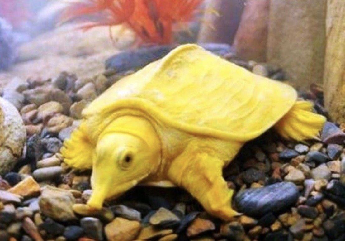 Ba ba vàng óng tại huyện Quan Sơn (Thanh Hóa)