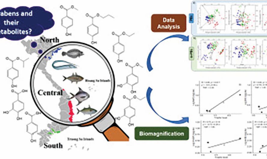 Đánh giá nguy cơ phơi nhiễm parabens trong mạng lưới hải sản Việt Nam<br />
