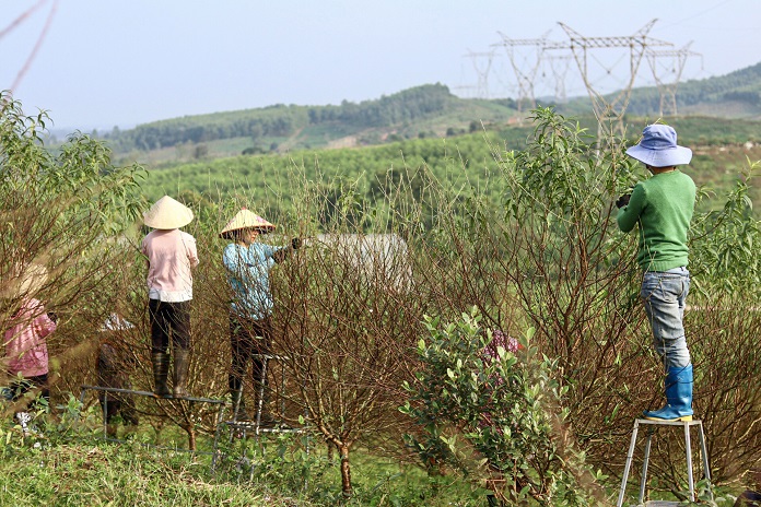 Vườn đào rộn vang tiếng nói cười của những người thợ làm vườn.