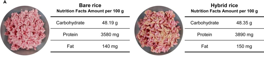 Nuôi cấy tế bào động vật trong hạt gạo tạo ra thực phẩm lai