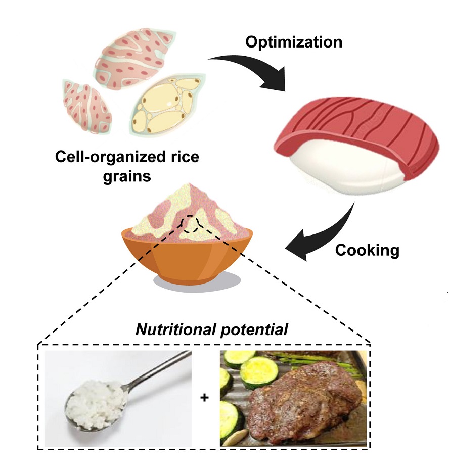 Nuôi cấy tế bào động vật trong hạt gạo tạo ra thực phẩm lai