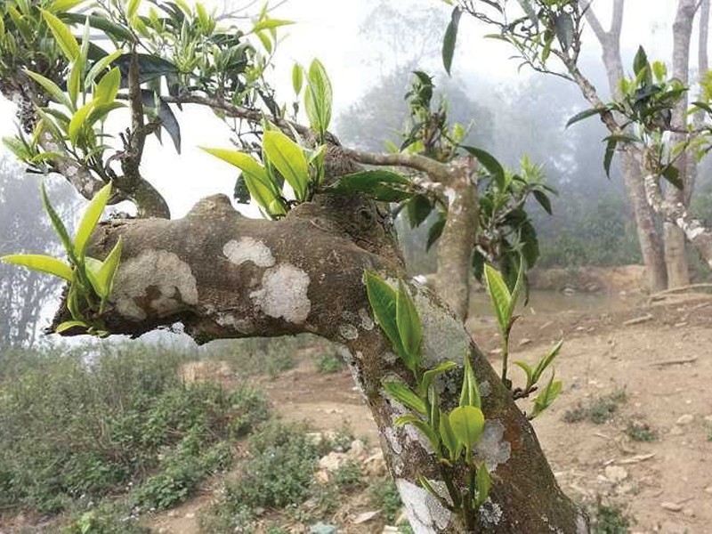 Ngày Quốc tế Trà: Tầm quan trọng đối với nền kinh tế của ngành chè