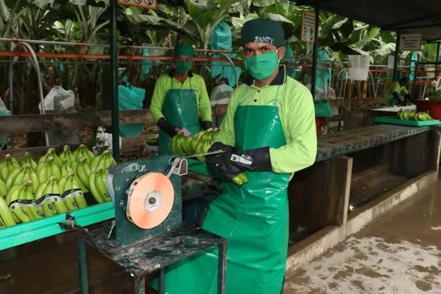 Peru: Mô hình hợp tác xã đã giúp giảm áp lực thuế cho người trồng chuối 