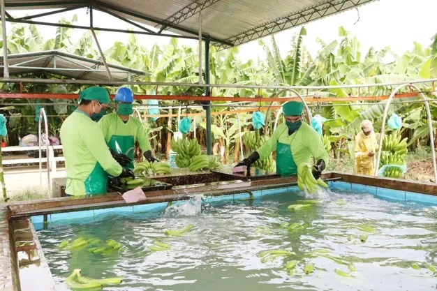 Peru: Mô hình hợp tác xã đã giúp giảm áp lực thuế cho người trồng chuối 