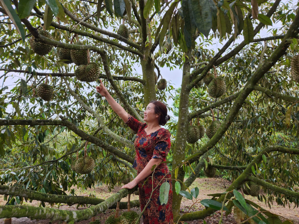 Thời điểm này đang là những ngày đầu của mùa thu hoạch sầu riêng tại huyện Krông Pắc và toàn tỉnh Đắk Lắk.