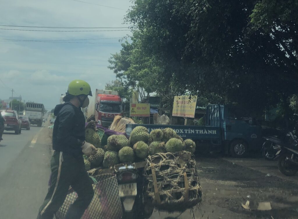 Đắk Lắk: “Thủ phủ” sầu riêng Krông Pắc rộn rã những ngày đầu mùa thu hoạch