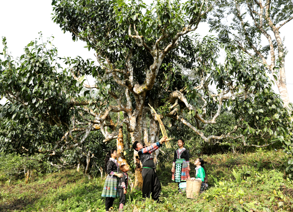 chè Shan tuyết Yên Bái