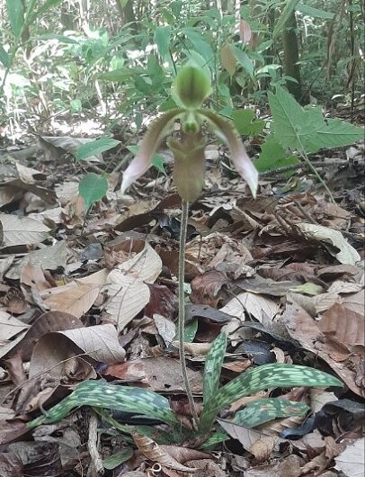 Cây Lan hài đài cuốn đã nở hoa trong mô hình ở VQG Bidoup-Núi Bà