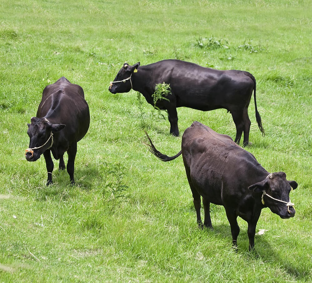 bo-wagyu-1738815877.jpg