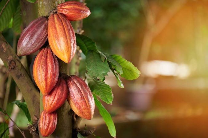 cacao-tree-1739864712.jpg