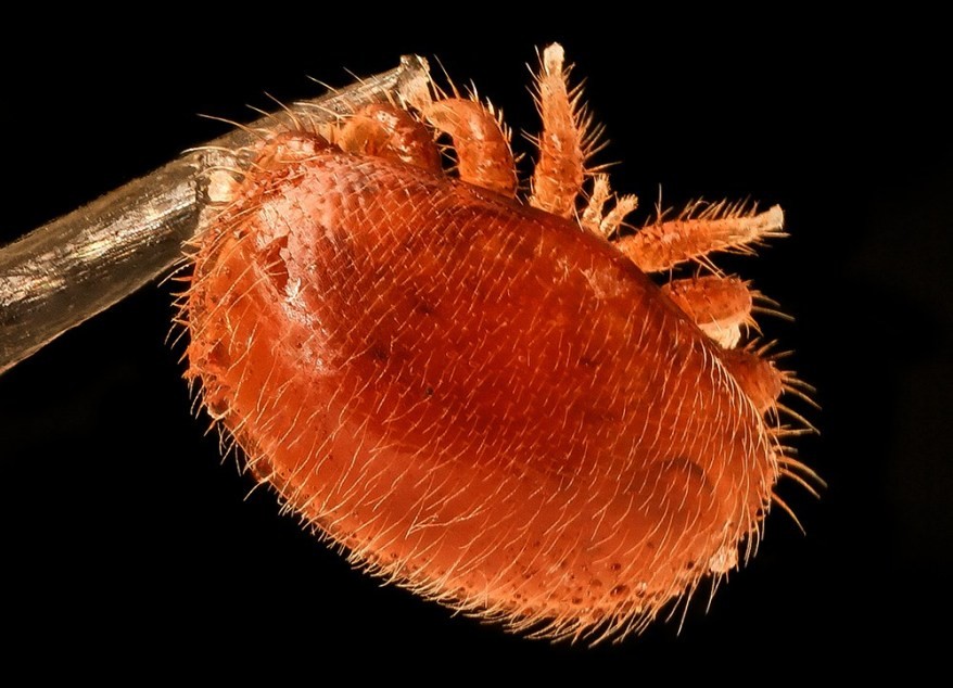 ve-varroa-1741751786.jpg