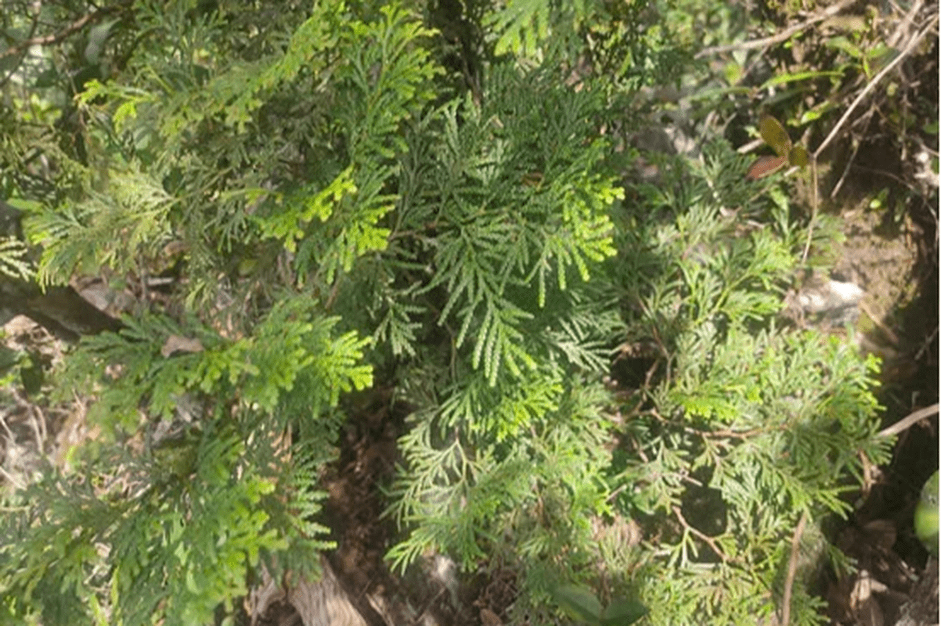 tinh-dau-cay-bach-xanh-stnn-2-min-1748422770.png