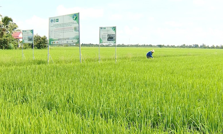 viet-nam-tien-phong-4-1750128493.jpg