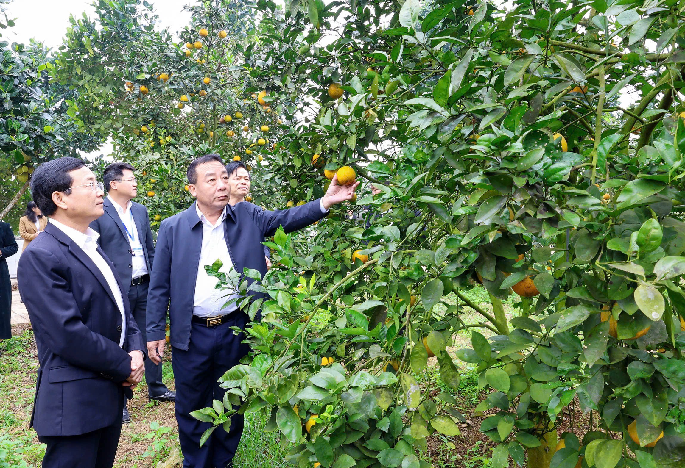 chuyen-doi-so-nong-nghiep-nghe-an-stnn-1-1750227811.jpg