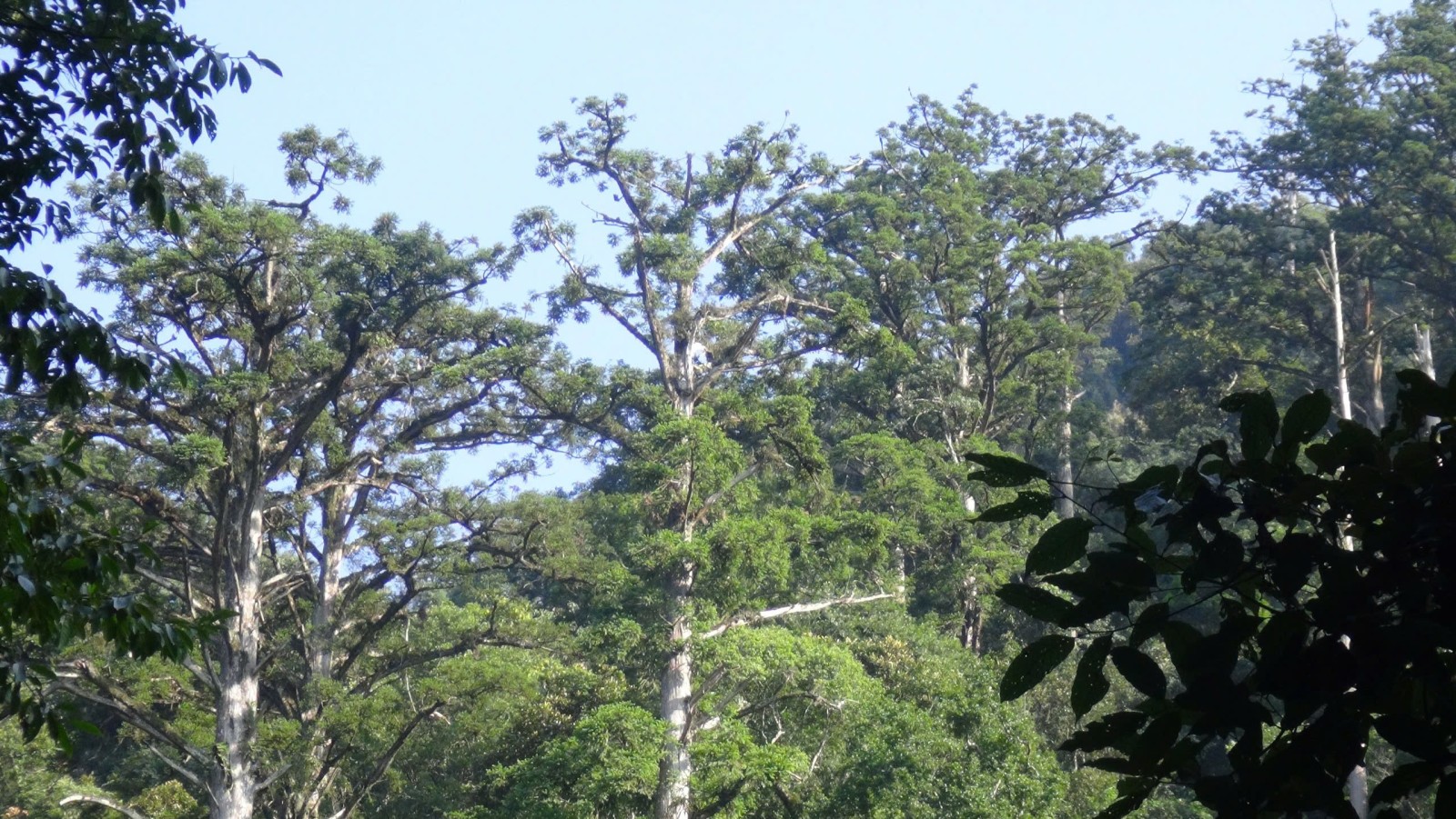 cay-sam-mu-dau-stnn-4-1750817956.jpg