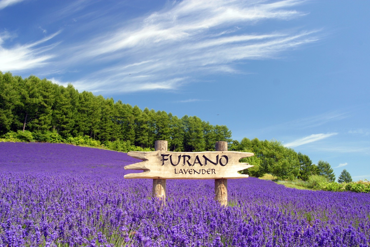 hoa-oai-huong-lavender3-1750815511.jpg