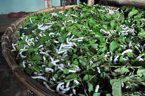 nghe-an-com-dung-stnn-2-1750991345.jpg