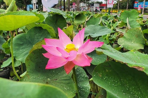 sen-dong-thap-sinhthainongnghiep-1-1751430755.jpg