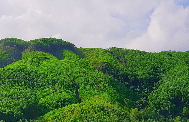 thoa-thuan-chi-tra-giam-phat-thai-khi-nha-kinh-giup-tang-ty-le-che-phu-rung-nang-cao-hieu-qua-quan-ly-bao-ve-va-phat-trien-rung-va-gop-phan-cai-thien-sinh-ke-cho-cac-chu-rung-anh-2-1754536618.jpg