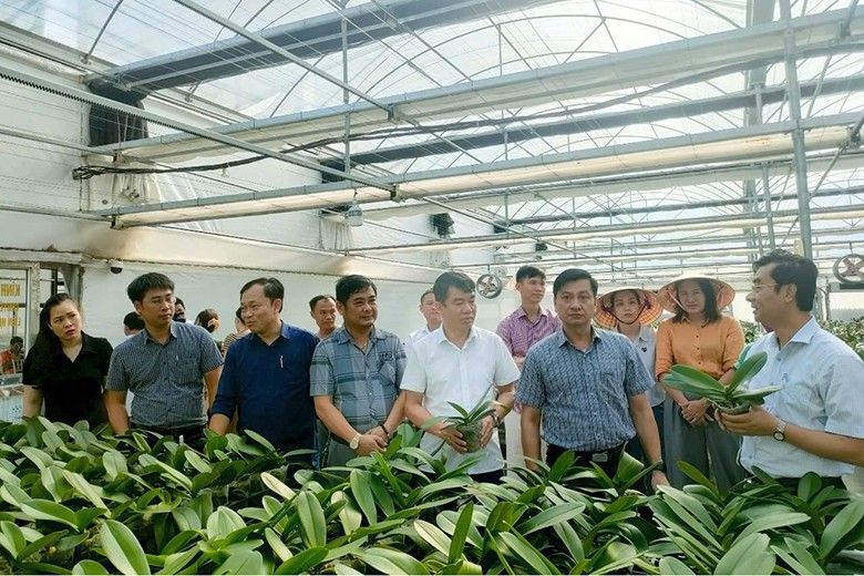 lan-ho-diep-duoc-trong-trong-nha-mang-hien-dai-anh-1-1754904609.jpg