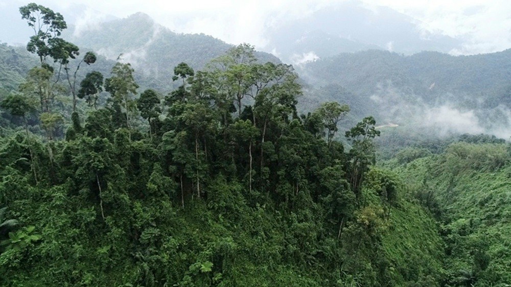 mot-phan-dien-tich-rung-nguyen-sinh-a-luoi-nam-trong-khu-du-tru-thien-nhien-phong-dien-1754884495.jpg