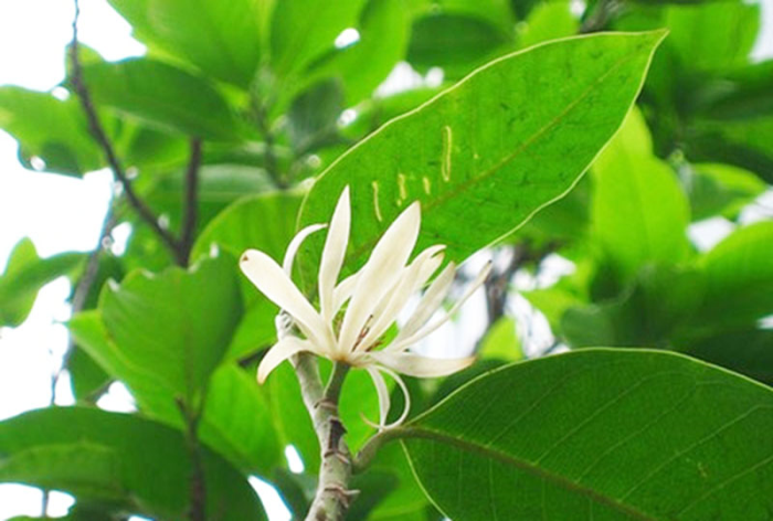 cay-gioi-sinhthainongnghiep-1-1755578499.png