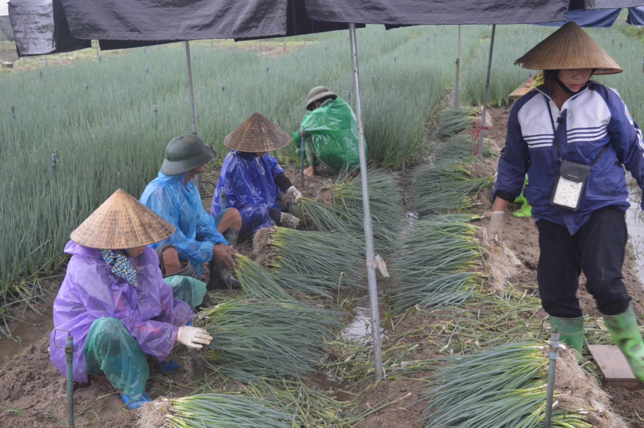 mua-lon-tai-nghe-an-stnn-2-1755592627.jpg