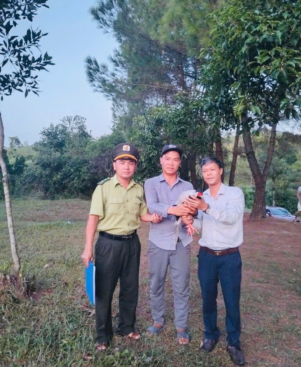 bat-duoc-ga-loi-trang-giao-cho-luc-luong-chuc-nang-tai-hue-stnn-1-1755675271.jpg