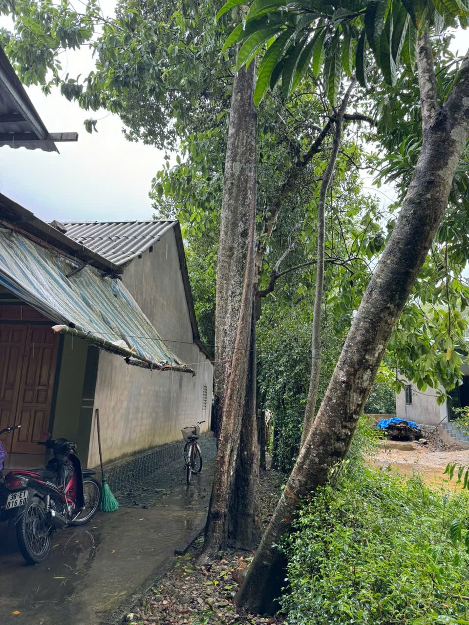 Loạt cây to lâu năm "bủa vây" gây nguy hiểm đến gia đình bà Lan (Ảnh: chụp trước thời điểm bị chặt hạ)