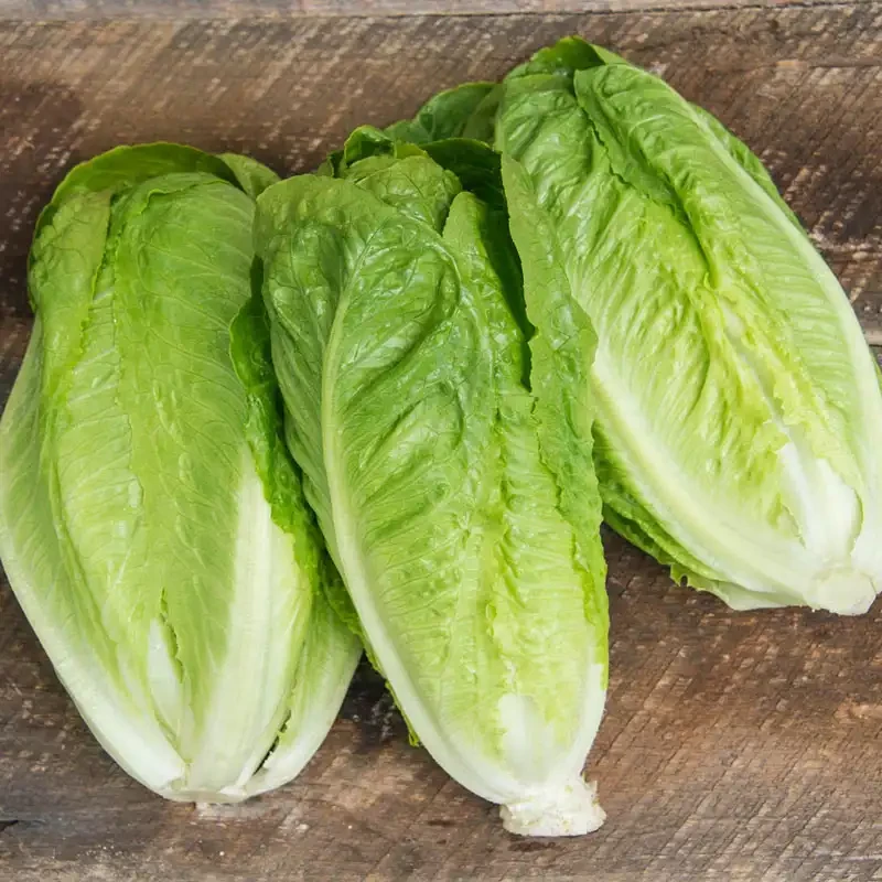 rau-diep-romaine-stnn-1757303436.webp