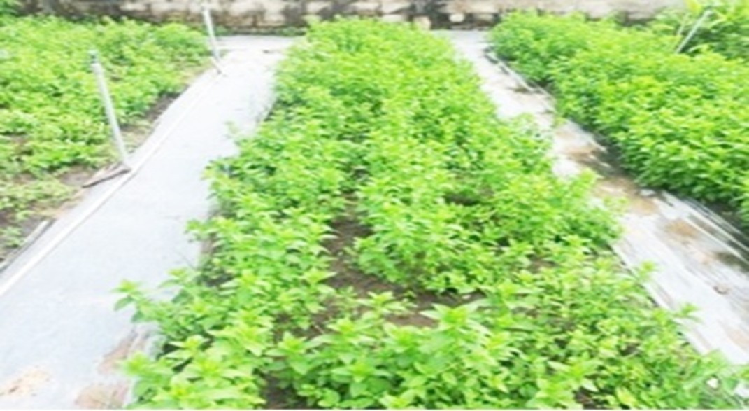 bac-ha-1759886584.jpg